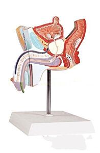 Anatomical Urinary System Model Of Male Internal Reproductive Disease - As Shown