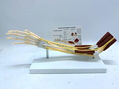 Ligament Joint Model Into Muscle Nerve Anatomy Human Skeleton Skull Arm Teaching Aid - As Shown